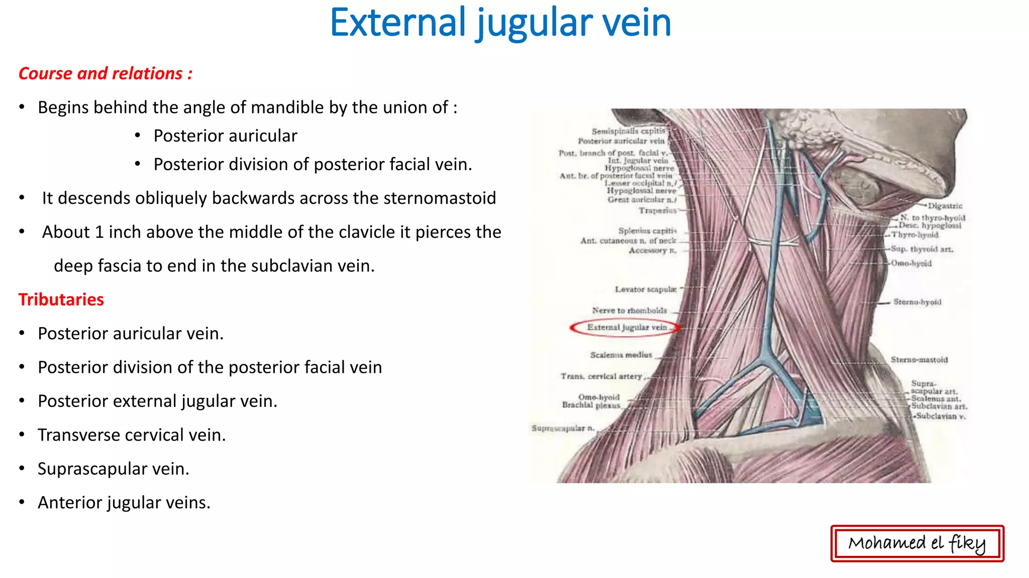 External jugular vein
Course and relations :
• Begins behind the angle of mandible by the union of :
• Posterior auricular
• Posterior division of posterior facial vein.
• It descends obliquely backwards across the sternomastoid
• About 1 inch above the middle of the clavicle it pierces the
deep fascia to end in the subclavian vein.
Tributaries
• Posterior auricular vein.
• Posterior division of the posterior facial vein
• Posterior external jugular vein.
• Transverse cervical vein.
• Suprascapular vein.
• Anterior jugular veins.
Mohamed el fiky
 