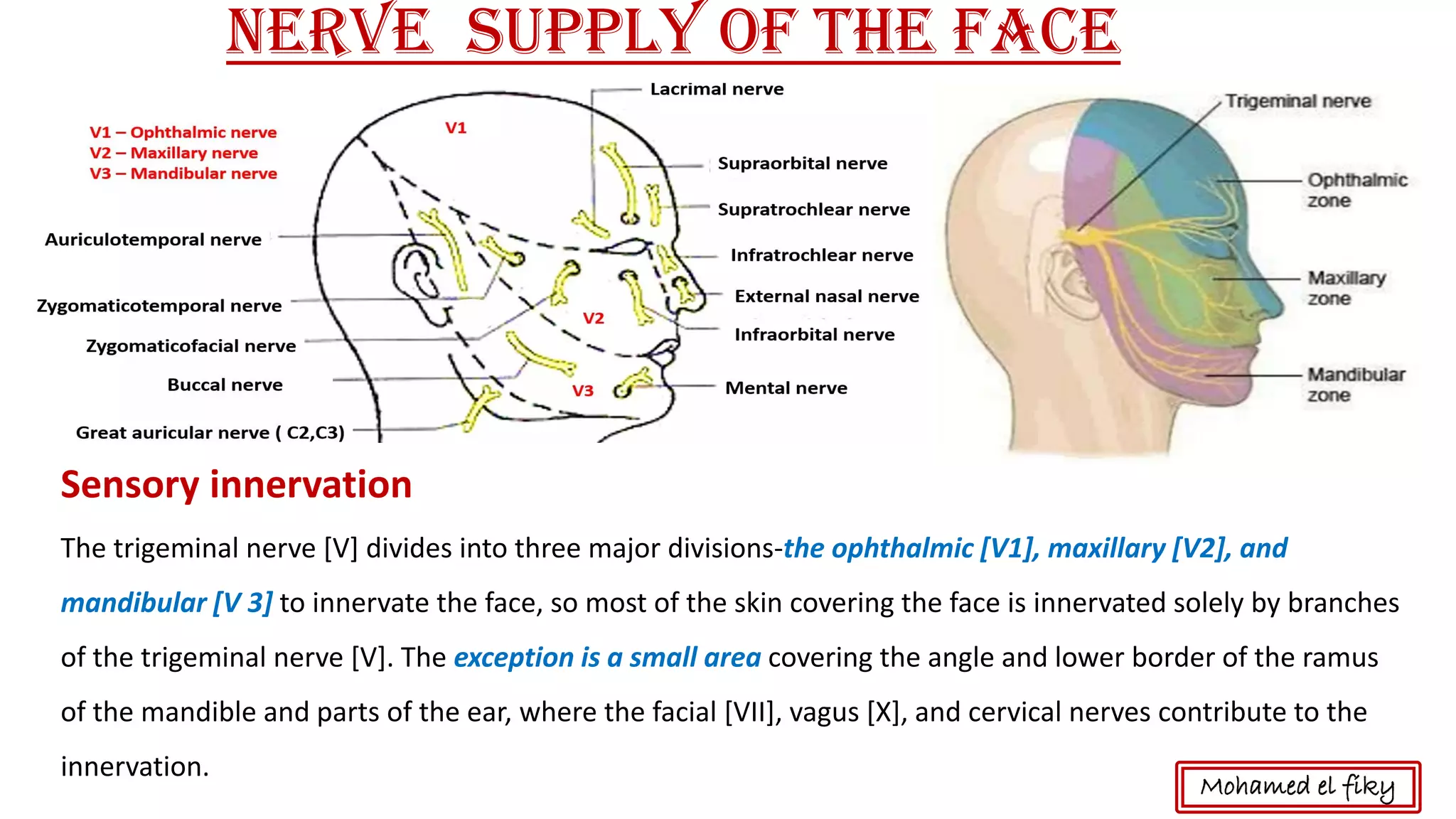 Nerve supply of the Face
Sensory innervation
The trigeminal nerve [V] divides into three major divisions-the ophthalmic [V1], maxillary [V2], and
mandibular [V 3] to innervate the face, so most of the skin covering the face is innervated solely by branches
of the trigeminal nerve [V]. The exception is a small area covering the angle and lower border of the ramus
of the mandible and parts of the ear, where the facial [VII], vagus [X], and cervical nerves contribute to the
innervation.
Mohamed el fiky
 