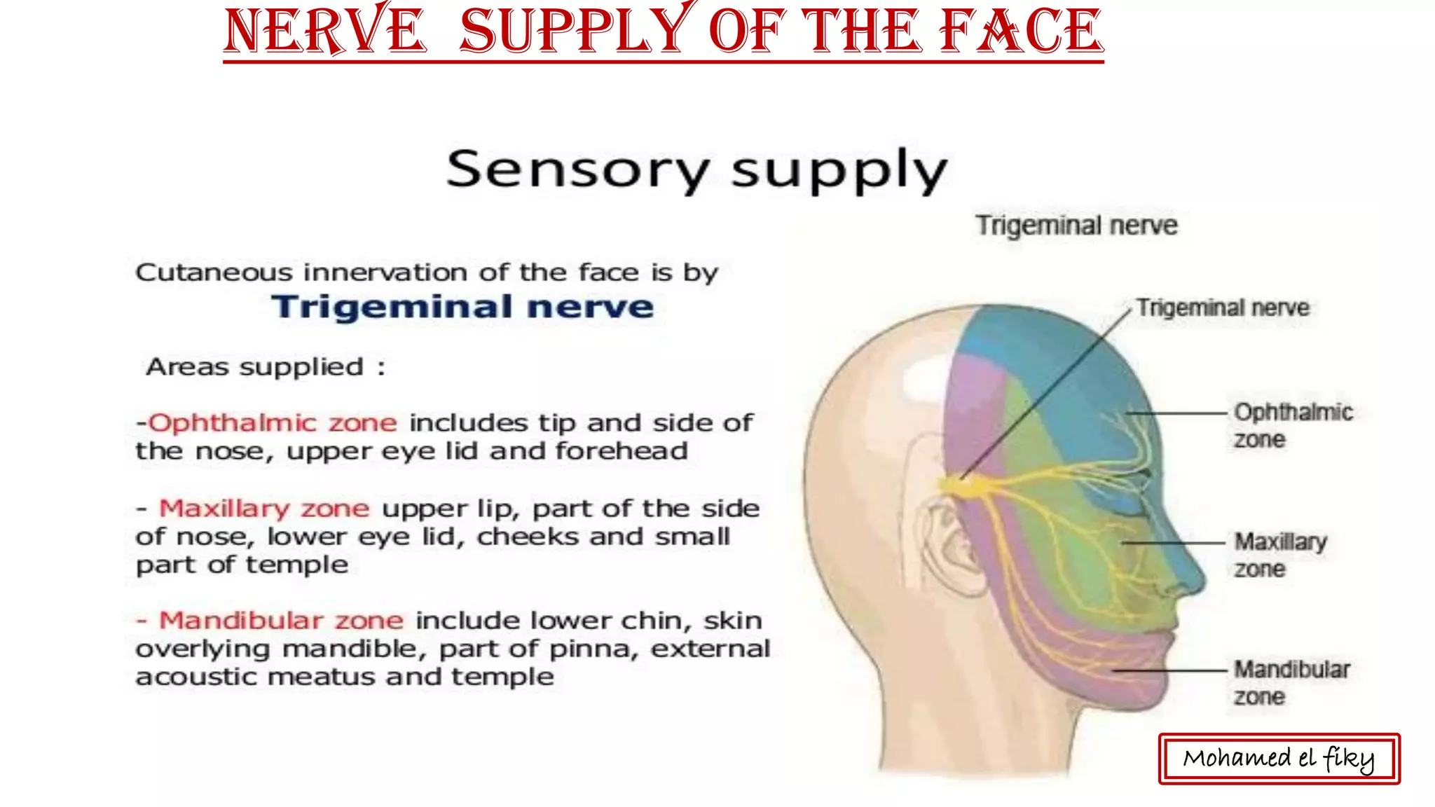 Nerve supply of the Face
Mohamed el fiky
 