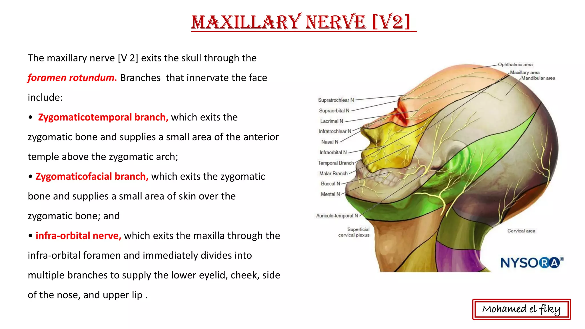 The maxillary nerve [V 2] exits the skull through the
foramen rotundum. Branches that innervate the face
include:
• Zygomaticotemporal branch, which exits the
zygomatic bone and supplies a small area of the anterior
temple above the zygomatic arch;
• Zygomaticofacial branch, which exits the zygomatic
bone and supplies a small area of skin over the
zygomatic bone; and
• infra-orbital nerve, which exits the maxilla through the
infra-orbital foramen and immediately divides into
multiple branches to supply the lower eyelid, cheek, side
of the nose, and upper lip .
Maxillary nerve [V2]
Mohamed el fiky
 