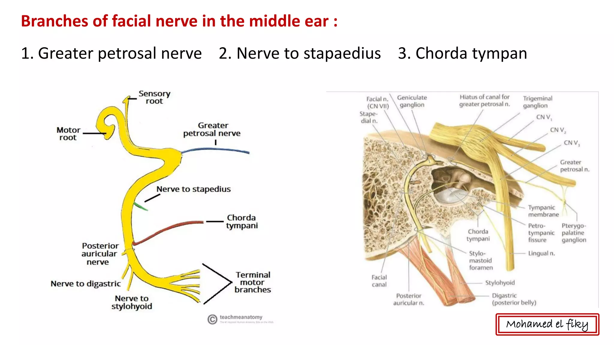 Branches of facial nerve in the middle ear :
1. Greater petrosal nerve 2. Nerve to stapaedius 3. Chorda tympan
Mohamed el fiky
 