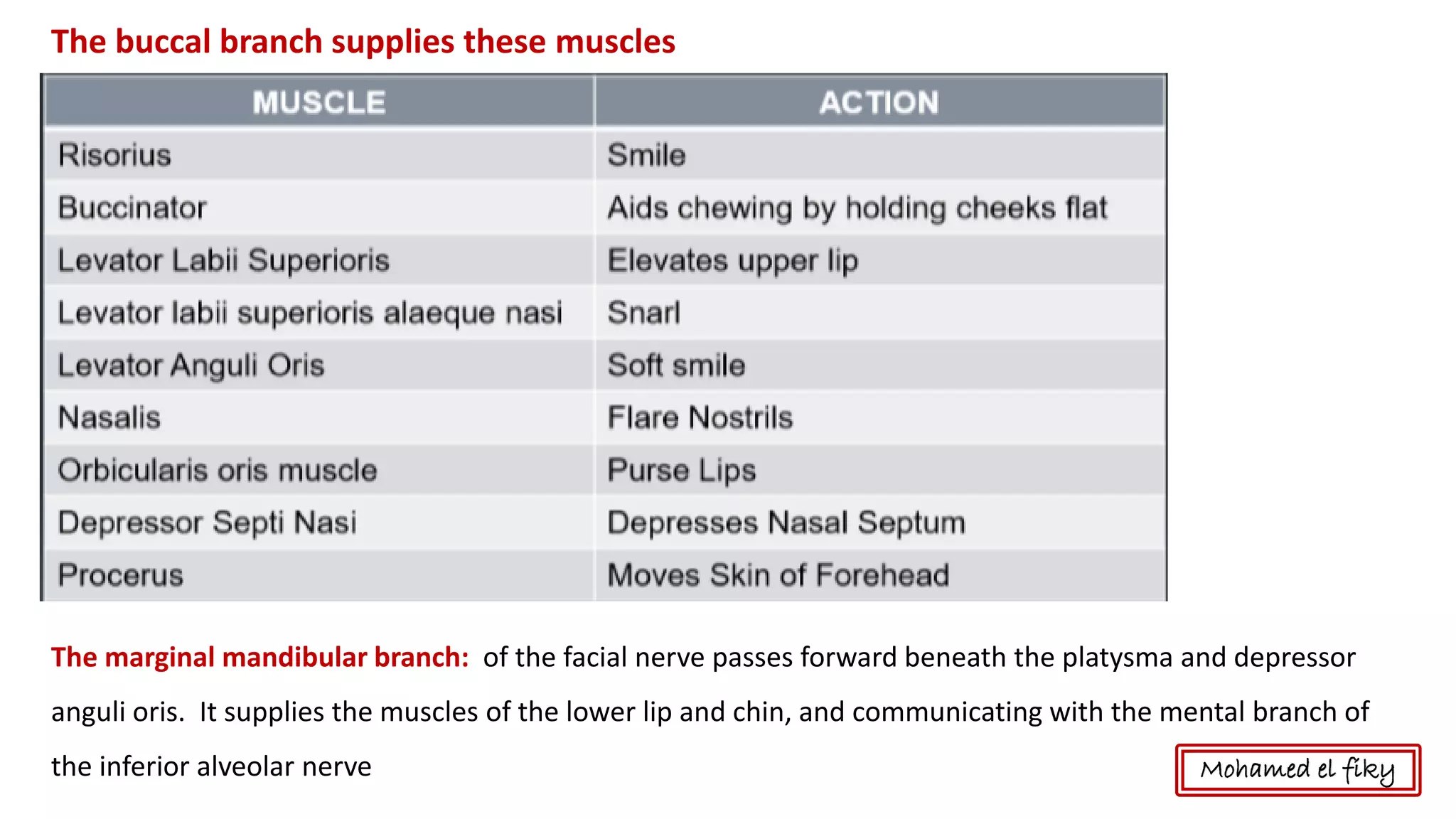 The buccal branch supplies these muscles
The marginal mandibular branch: of the facial nerve passes forward beneath the platysma and depressor
anguli oris. It supplies the muscles of the lower lip and chin, and communicating with the mental branch of
the inferior alveolar nerve Mohamed el fiky
 