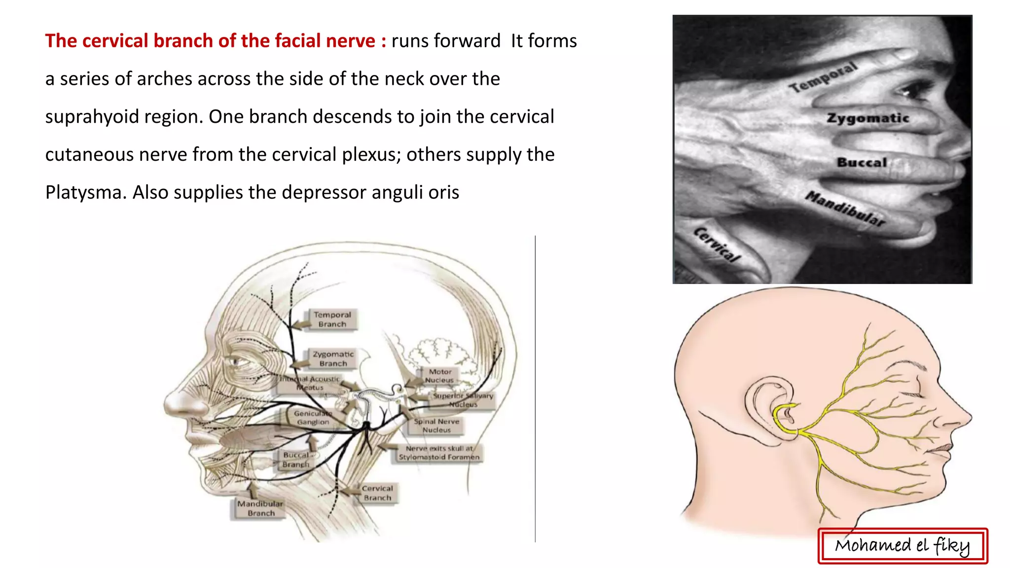 The cervical branch of the facial nerve : runs forward It forms
a series of arches across the side of the neck over the
suprahyoid region. One branch descends to join the cervical
cutaneous nerve from the cervical plexus; others supply the
Platysma. Also supplies the depressor anguli oris
Mohamed el fiky
 