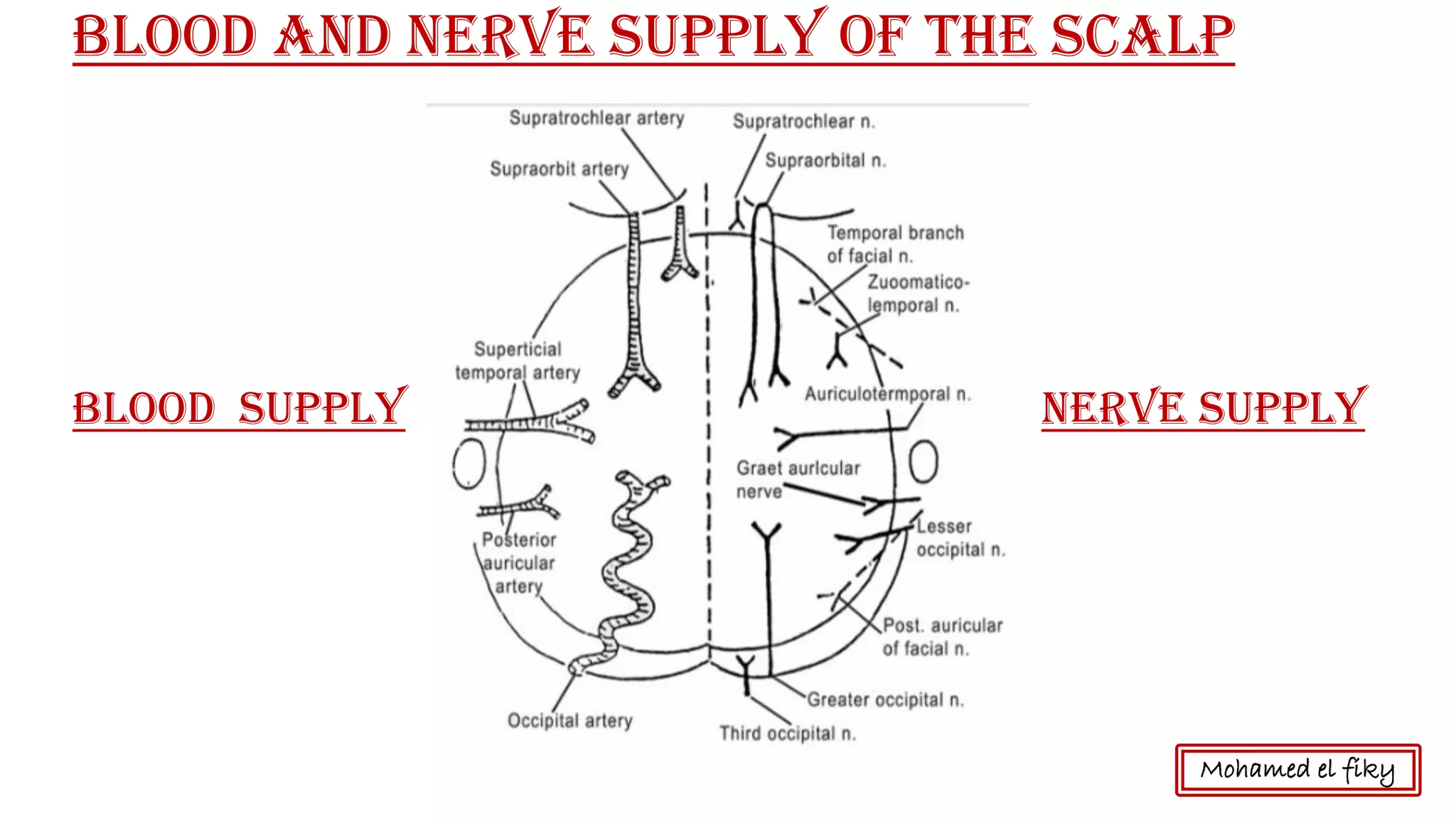 Mohamed el fiky
Blood and nerve supply of the SCALP
nerve supplyBlood supply
 