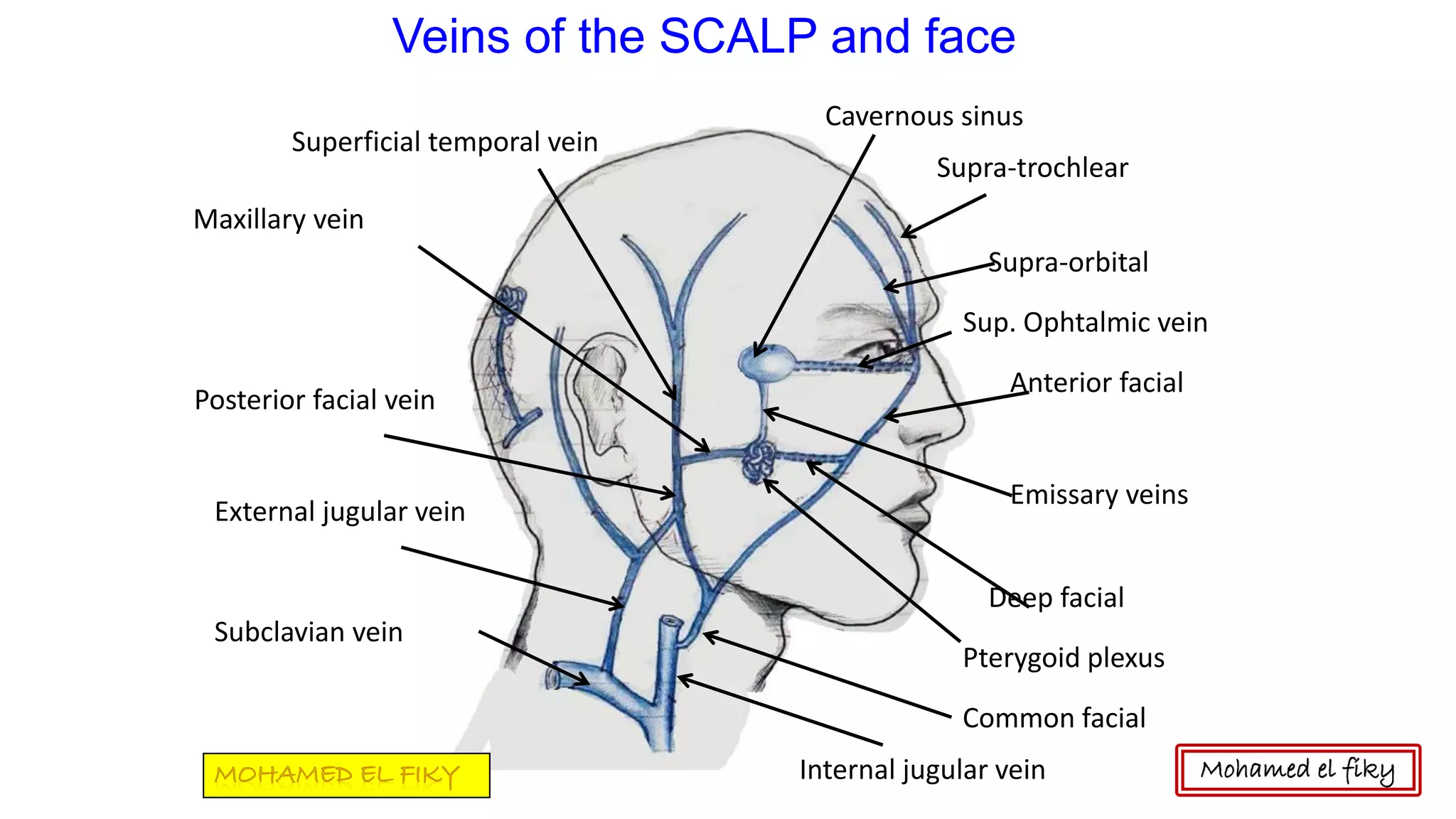 Veins of the SCALP and face
Supra-trochlear
Supra-orbital
Anterior facial
Deep facial
Common facial
Internal jugular vein
Cavernous sinus
Sup. Ophtalmic vein
Superficial temporal vein
Maxillary vein
Posterior facial vein
External jugular vein
Subclavian vein
Pterygoid plexus
Emissary veins
Mohamed el fiky
 