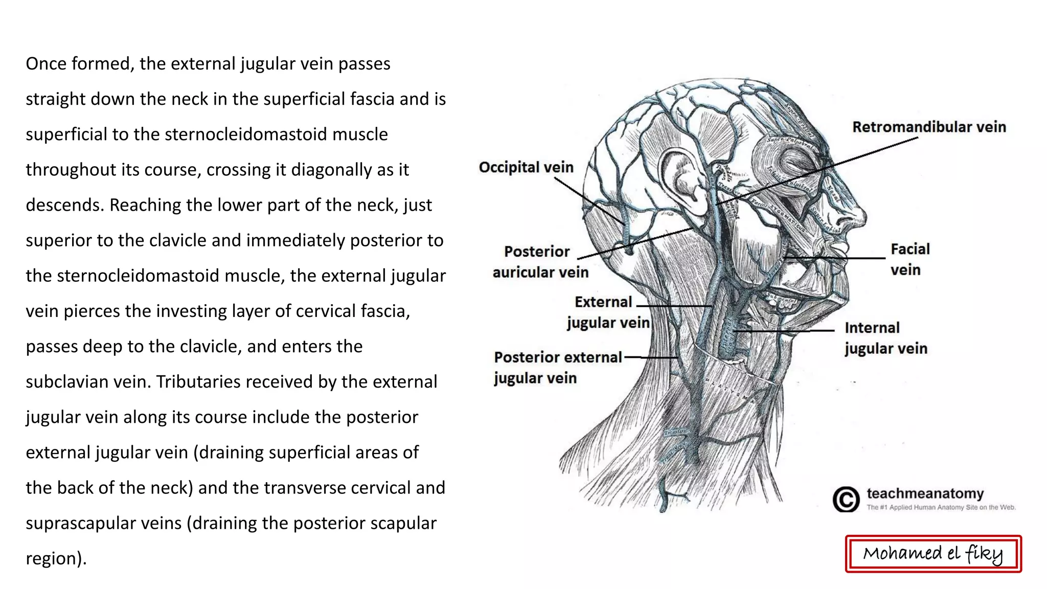 Once formed, the external jugular vein passes
straight down the neck in the superficial fascia and is
superficial to the sternocleidomastoid muscle
throughout its course, crossing it diagonally as it
descends. Reaching the lower part of the neck, just
superior to the clavicle and immediately posterior to
the sternocleidomastoid muscle, the external jugular
vein pierces the investing layer of cervical fascia,
passes deep to the clavicle, and enters the
subclavian vein. Tributaries received by the external
jugular vein along its course include the posterior
external jugular vein (draining superficial areas of
the back of the neck) and the transverse cervical and
suprascapular veins (draining the posterior scapular
region). Mohamed el fiky
 