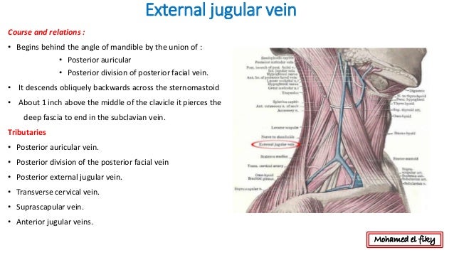 Anatomy Of Scalp And Face