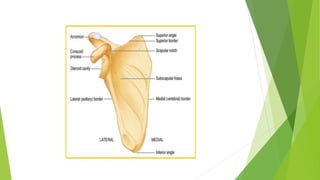 Anatomy of scapula