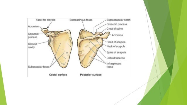 anatomy of scapula