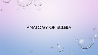 ANATOMY OF SCLERA
 