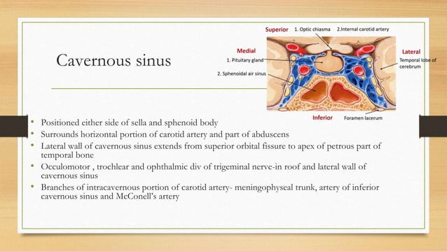 Anatomy of sellar suprasellar region
