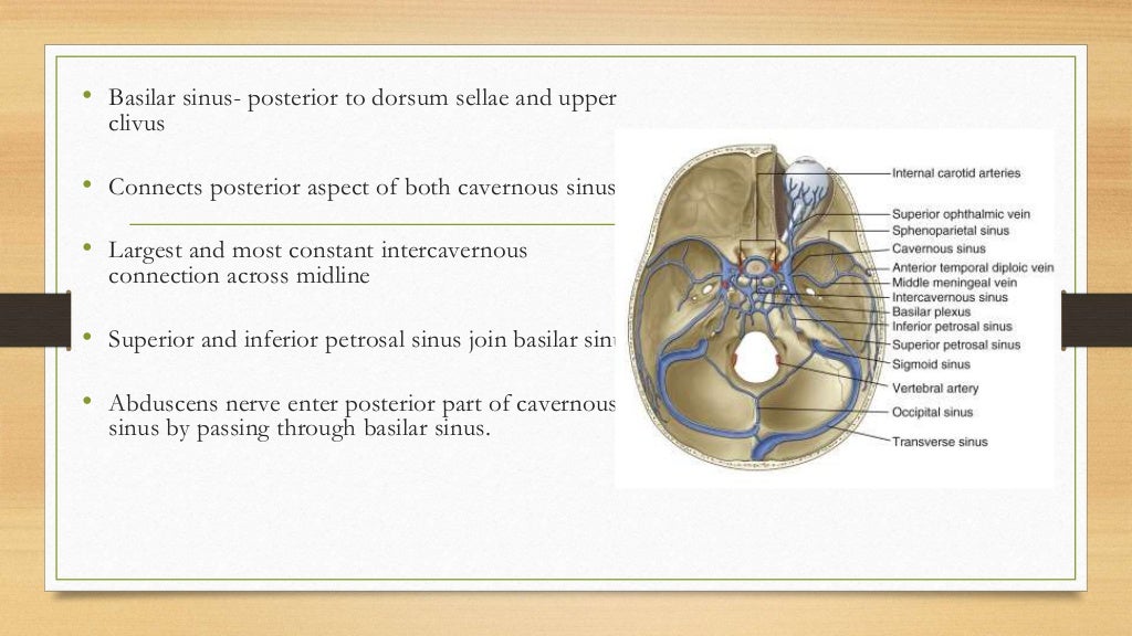 Anatomy of sellar suprasellar region