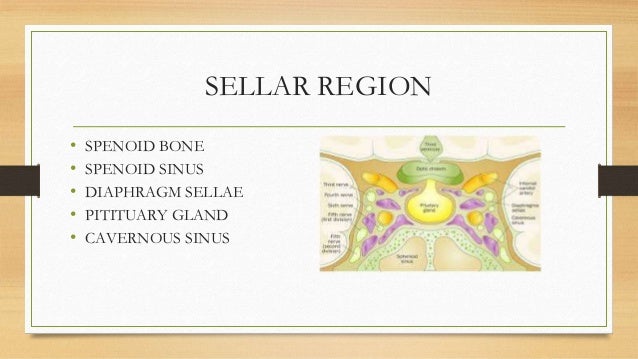 Anatomy of sellar suprasellar region