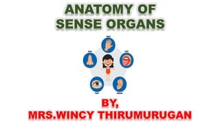 ANATOMY OF
SENSE ORGANS
BY,
MRS.WINCY THIRUMURUGAN
 