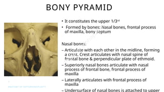 Bonye Process Comprehensive Anatomy of Septorhinoplasty for Surgical Precision | PPTX