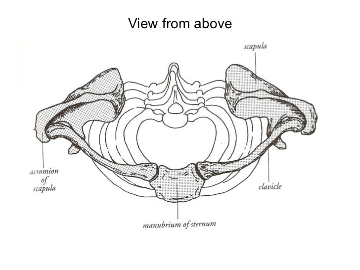 Anatomy of the shoulder micro-teaching D McGechie