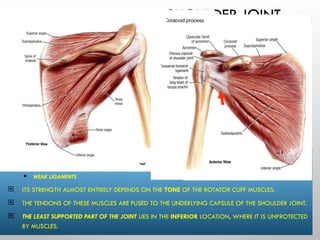 Anatomy of Shoulder joint power point.ppt