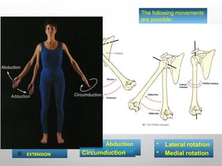 Anatomy of Shoulder joint power point.ppt