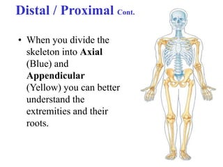Distaler ANATOMY OF SKELETON & ANATOMICAL MOVEMENTS .pptx