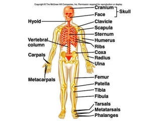 ANATOMY OF SKELETON & ANATOMICAL MOVEMENTS .pptx