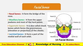 Anatomy of skeleton system full/Human all Bones | PPT