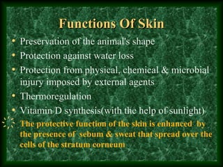 Anatomy of skin | PPT