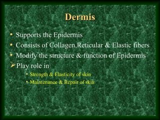 Anatomy of skin | PPT