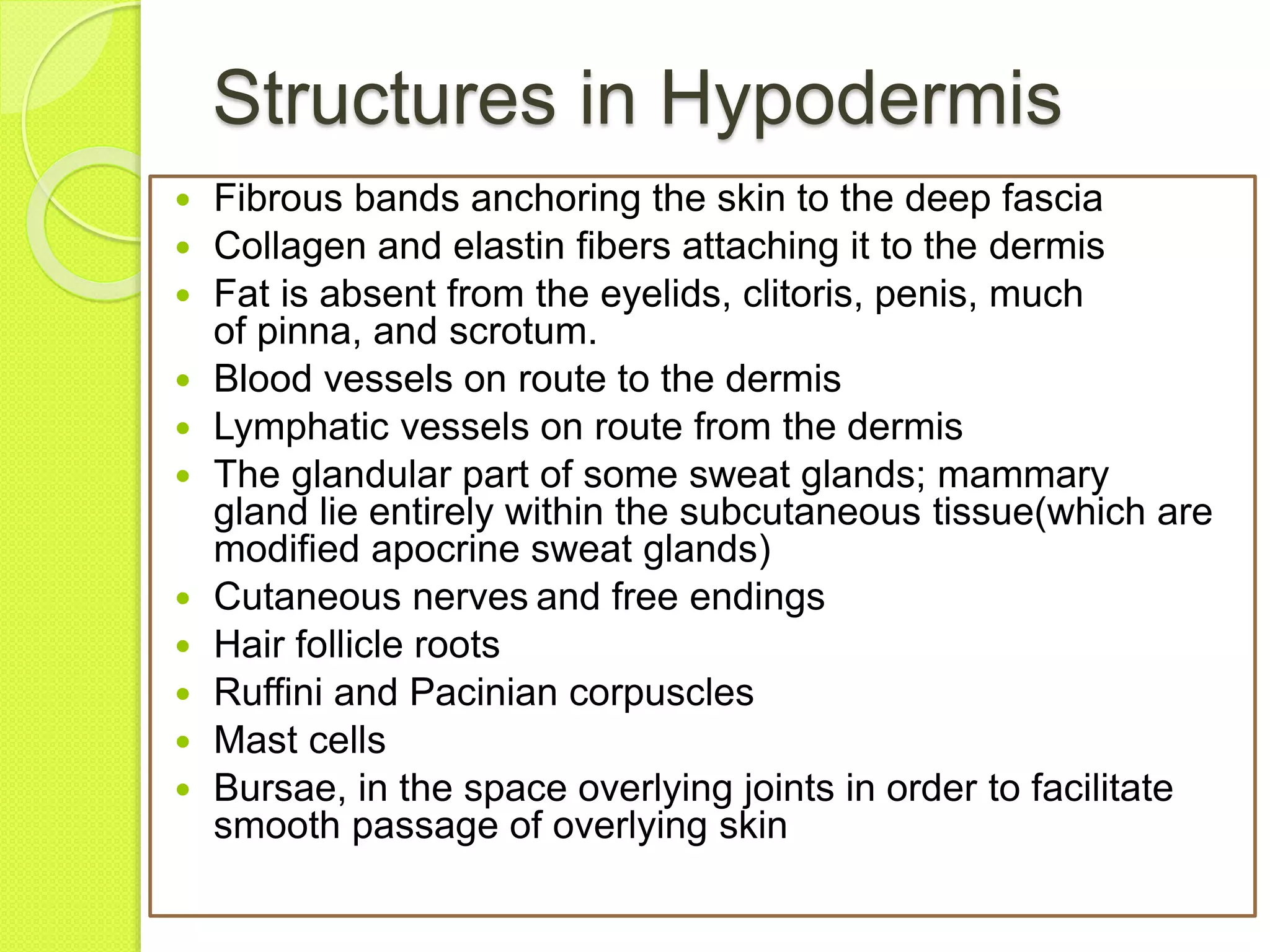 Anatomy of skin | PPTX