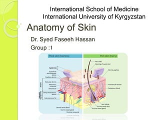 Anatomy of Skin
Dr. Syed Faseeh Hassan
Group :1
International School of Medicine
International University of Kyrgyzstan
 