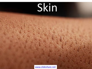 Skin
www.slideshare.net
 