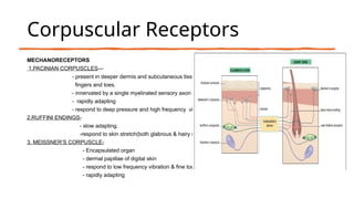 Pacinian And Ruffini Comprehensive Anatomy and Development of Human Skin by Dr. Aditi | PPTX