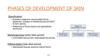 Comprehensive Anatomy and Development of Human Skin by Dr. Aditi | PPTX