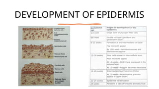Comprehensive Anatomy and Development of Human Skin by Dr. Aditi | PPTX