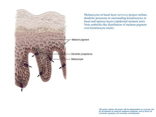 Anatomy of skin S.A.pptx