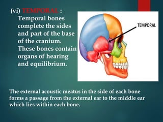 (vi) TEMPORAL :
Temporal bones
complete the sides
and part of the base
of the cranium.
These bones contain
organs of hearing
and equilibrium.
The external acoustic meatus in the side of each bone
forms a passage from the external ear to the middle ear
which lies within each bone.
 