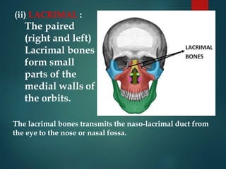 (ii) LACRIMAL :
The paired
(right and left)
Lacrimal bones
form small
parts of the
medial walls of
the orbits.
The lacrimal bones transmits the naso-lacrimal duct from
the eye to the nose or nasal fossa.
 