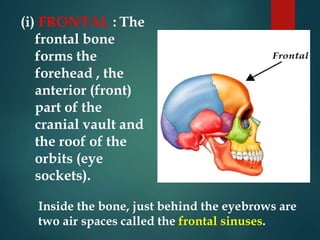 (i) FRONTAL : The
frontal bone
forms the
forehead , the
anterior (front)
part of the
cranial vault and
the roof of the
orbits (eye
sockets).
Inside the bone, just behind the eyebrows are
two air spaces called the frontal sinuses.
 