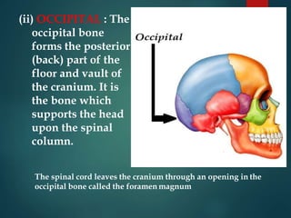 (ii) OCCIPITAL : The
occipital bone
forms the posterior
(back) part of the
floor and vault of
the cranium. It is
the bone which
supports the head
upon the spinal
column.
The spinal cord leaves the cranium through an opening in the
occipital bone called the foramen magnum
 