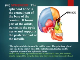 (iii) SPHENOID : The
sphenoid bone is
the central part of
the base of the
cranium. It forms
part of the orbits,
transmits the optic
nerve and supports
the posterior part of
the maxilla.
The sphenoid air sinuses lie in this bone. The pituitary gland
lies in a bony socket called the sella turcica, located on the
superior aspect of the sphenoid bone.
Dental Tip: When a patient is seated in the dental chair, the headrest
should support the occipital bone and thereby support the entire head.
 