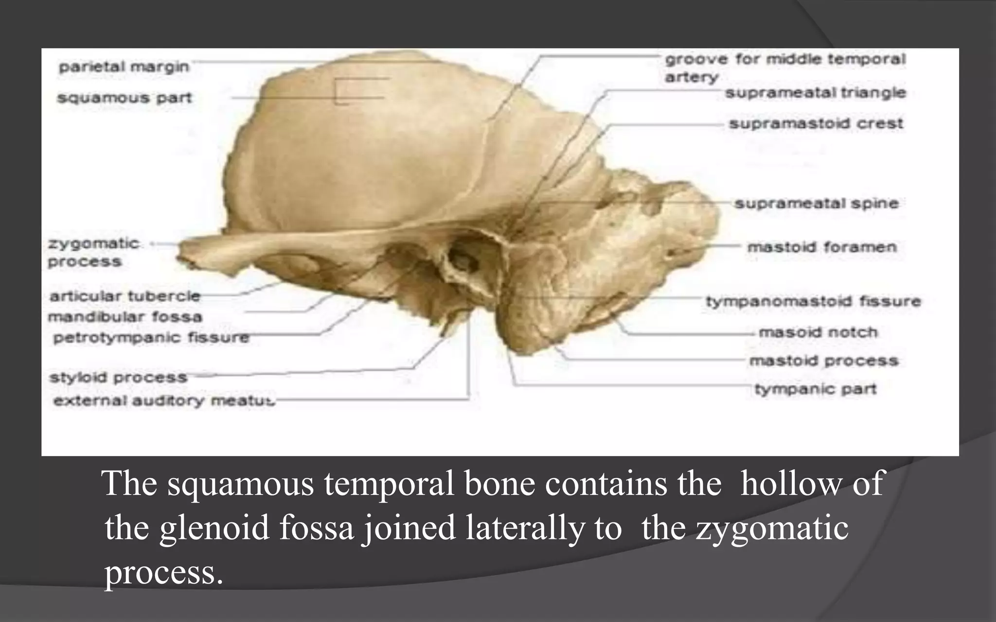 Anatomy of skull base | PPTX