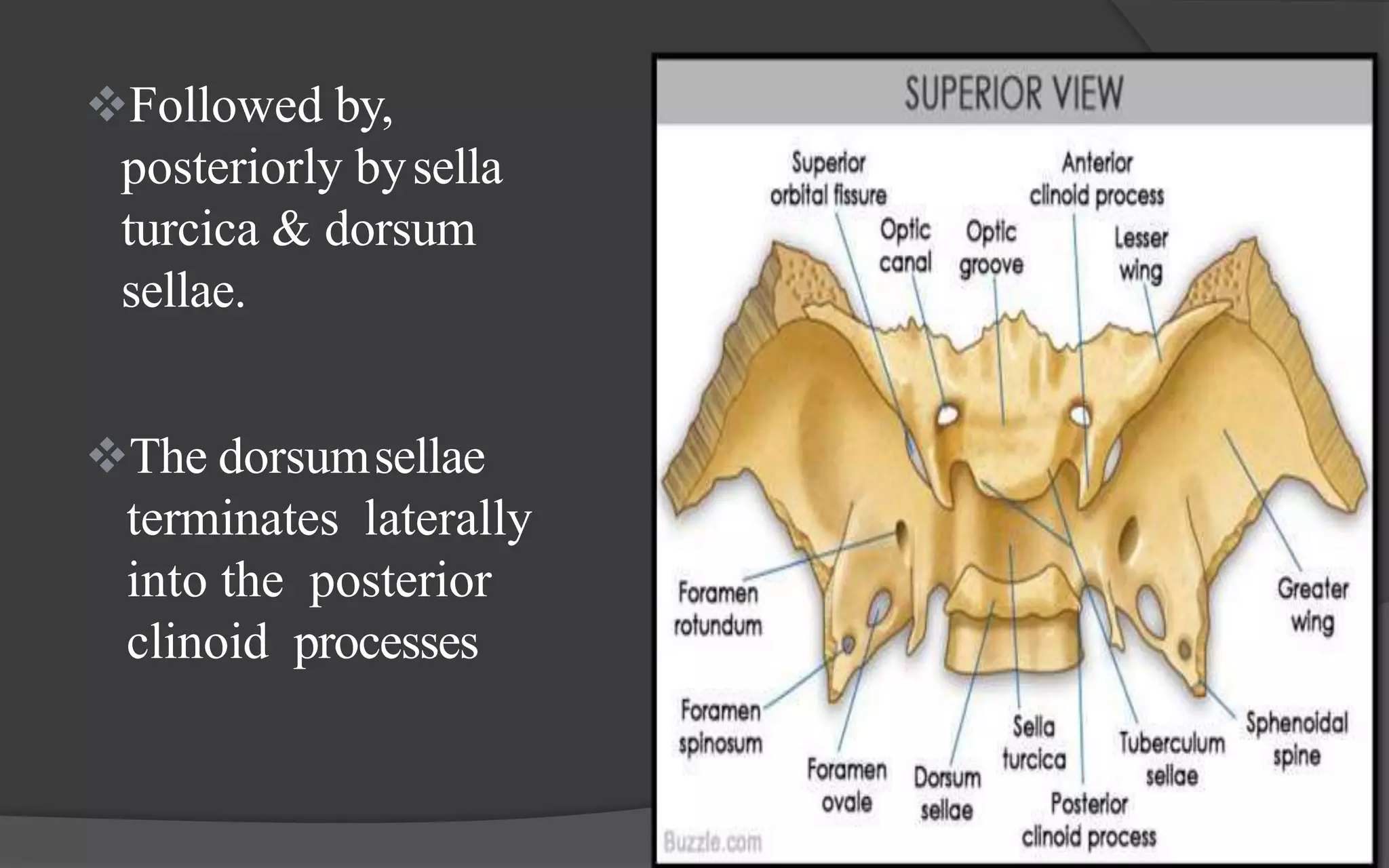 Anatomy of skull base | PPTX