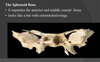 Anatomy of skull base | PPTX