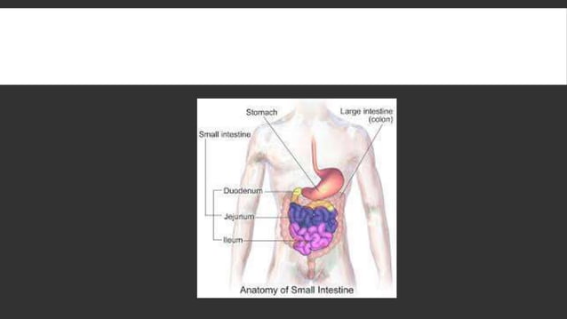 ANATOMY OF SMALL INTESTINE -presentation | PPTX