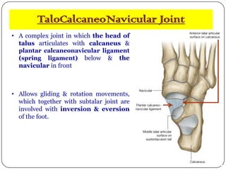 Dr M Eladl
TaloCalcaneoNavicular Joint
• A complex joint in which the head of
talus articulates with calcaneus &
plantar calcaneonavicular ligament
(spring ligament) below & the
navicular in front
• Allows gliding & rotation movements,
which together with subtalar joint are
involved with inversion & eversion
of the foot.
 