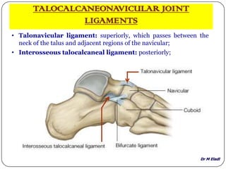 Dr M Eladl
TALOCALCANEONAVICULAR JOINT
LIGAMENTS
• Talonavicular ligament: superiorly, which passes between the
neck of the talus and adjacent regions of the navicular;
• Interosseous talocalcaneal ligament: posteriorly;
 