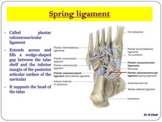 Dr M Eladl
Spring ligament
- Called plantar
calcaneonavicular
ligament
- Extends across and
ﬁlls a wedge-shaped
gap between the talar
shelf and the inferior
margin of the posterior
articular surface of the
navicular
- It supports the head of
the talus
 