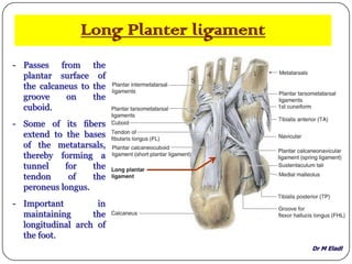 Dr M Eladl
Long Planter ligament
- Passes from the
plantar surface of
the calcaneus to the
groove on the
cuboid.
- Some of its ﬁbers
extend to the bases
of the metatarsals,
thereby forming a
tunnel for the
tendon of the
peroneus longus.
- Important in
maintaining the
longitudinal arch of
the foot.
 