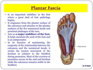 Dr M Eladl
Plantar Fascia
• Is an important stabilizer in the foot
where a great deal of foot pathology
begins.
• It originates from the plantar surface of
the calcaneus and attaches to the plantar
surfaces of the five metatarsal heads and
proximal phalanges of the toes.
• Acts as a major stabilizer of the foot.
It helps maintain the arch of the foot and
is an antipronator.
• In its function of maintaining the
congruity of the relationship between the
calcaneus and the metatarsal heads, it
resists the torsion movement of the
forefoot in relation to the hindfoot
during pronation. Most of the eversion of
pronation occurs in the mid and forefoot
while the calcaneus remains stable in the
hindfoot.
 