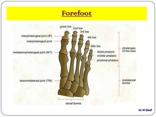 Dr M Eladl
Forefoot
 