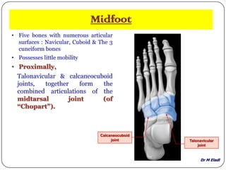 Dr M Eladl
Midfoot
• Five bones with numerous articular
surfaces : Navicular, Cuboid & The 3
cuneiform bones
• Possesses little mobility
• Proximally,
Talonavicular & calcaneocuboid
joints, together form the
combined articulations of the
midtarsal joint (of
“Chopart”).
Talonavicular
joint
Calcaneocuboid
joint
 